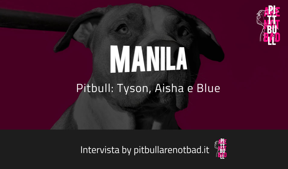 pitbullarenotbad